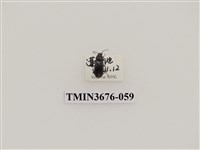 藏品(步行蟲(2))的圖片